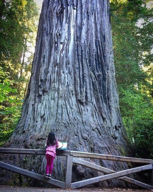 A child in front of the Big Tree at Redwood National Park, visiting the Redwoods with kids