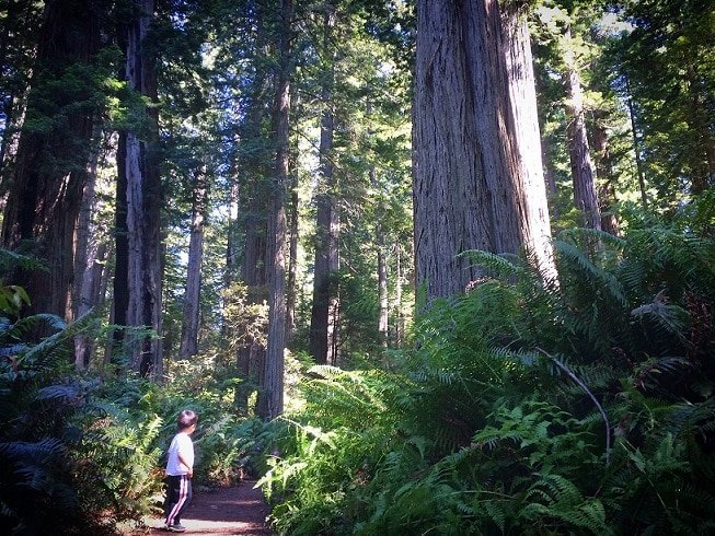 A child at Redwood National Park, experiencing the Redwoods with kids
