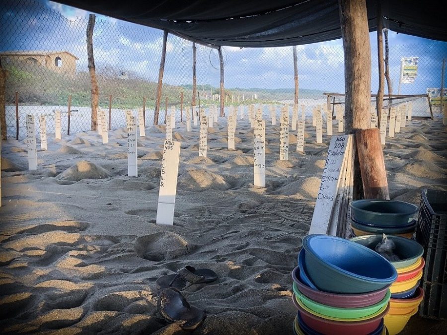 Baby sea turtle nests at a sanctuary in preparation for a turtle release in Puerto Escondido, Mexico