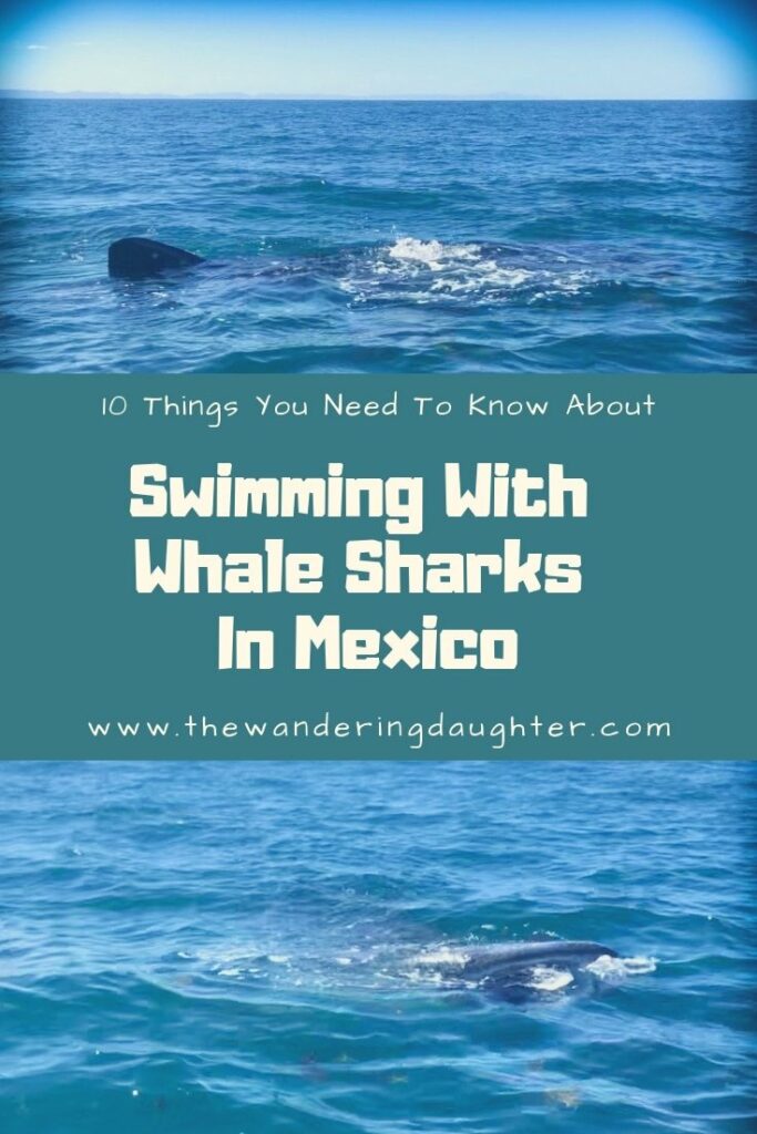 10 Things You Need To Know About Swimming With Whale Sharks In Mexico | The Wandering Daughter |

Whale shark snorkeling excursion in Baja Sur, Mexico with Todos Santos Eco Adventures. Swimming with whale sharks in Mexico with kids. #ad #familytravel #Mexico #whalesharks #Baja #LaPaz
