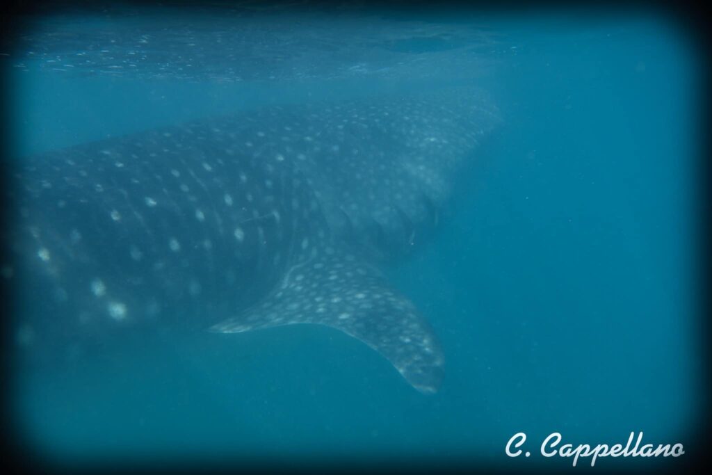whale sharks in Mexico