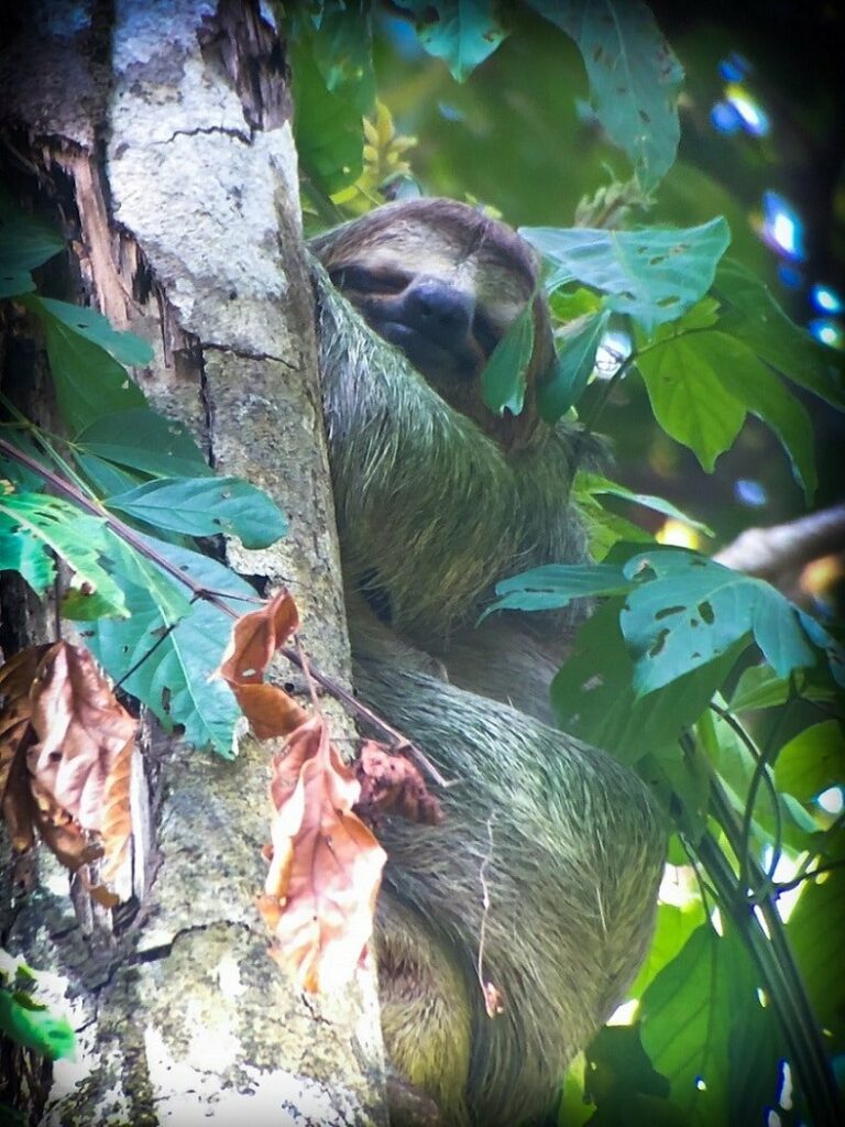 A sloth in the forest in Costa Rica, home of sustainable tourism examples