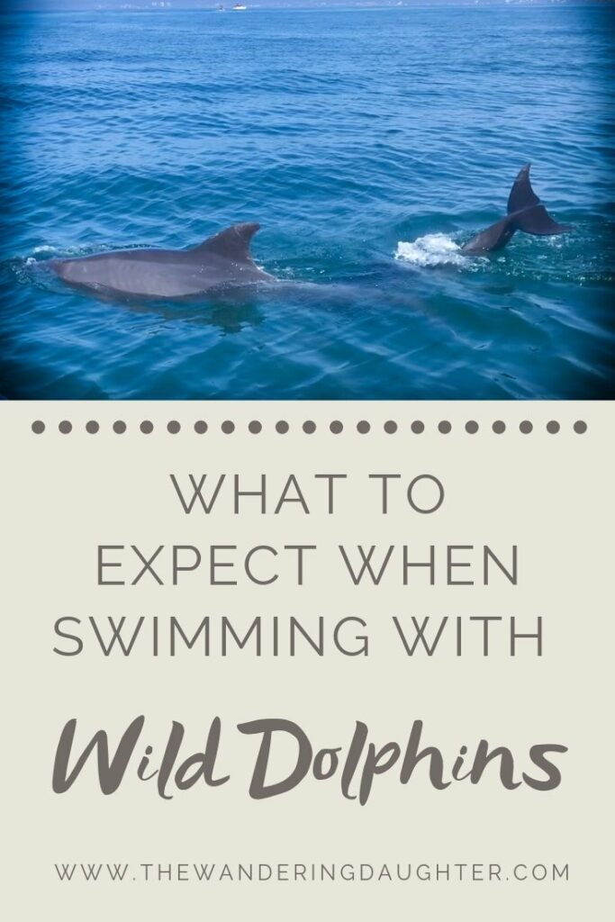 What To Expect When Swimming With Wild Dolphins | The Wandering Daughter