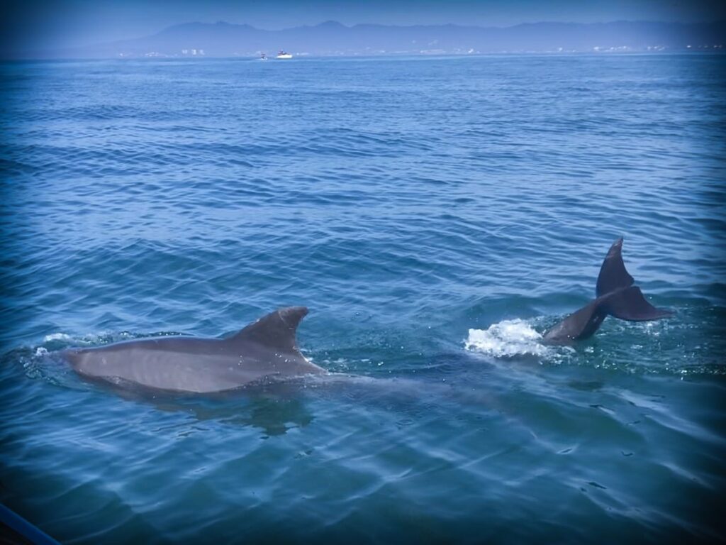 Wild dolphins in Mexico during an ethical family travel tour
