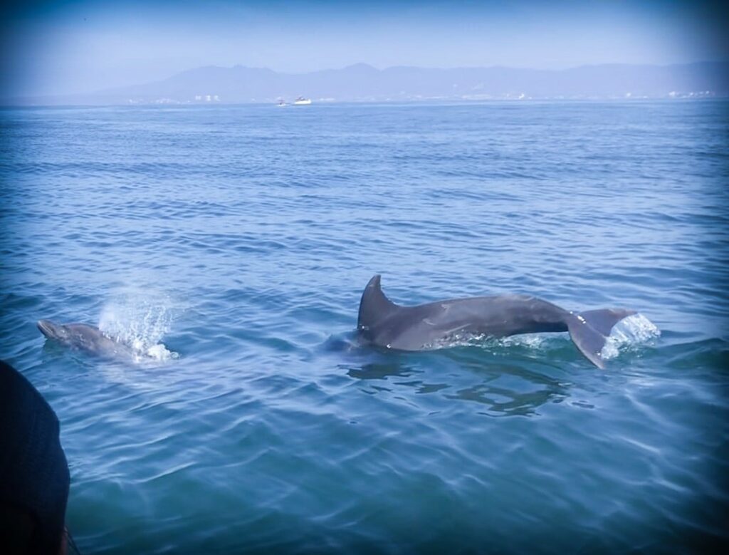 Swimming with wild dolphins in Puerto Vallarta, Mexico