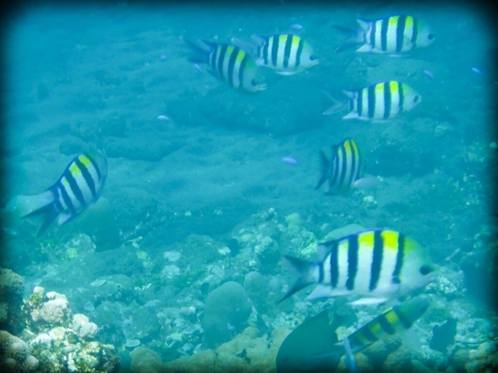 A school of black and white striped fish with yellow tops, swimming underwater at a coral reef in Amed Bali