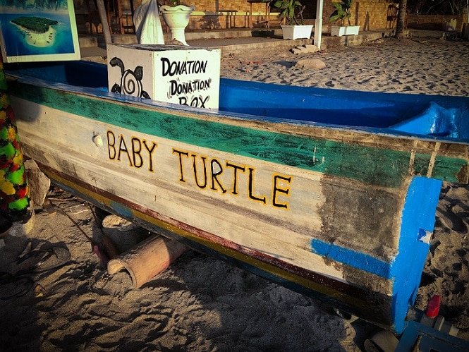Baby sea turtle release stand in Senggigi Beach, one of the many things to do in Lombok