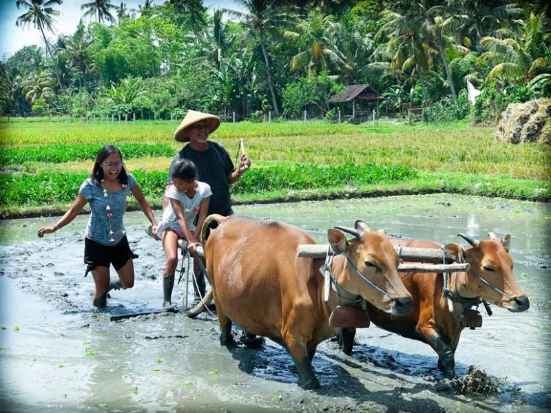 A woman, girl, and man walk behind two water buffalos in a rice field