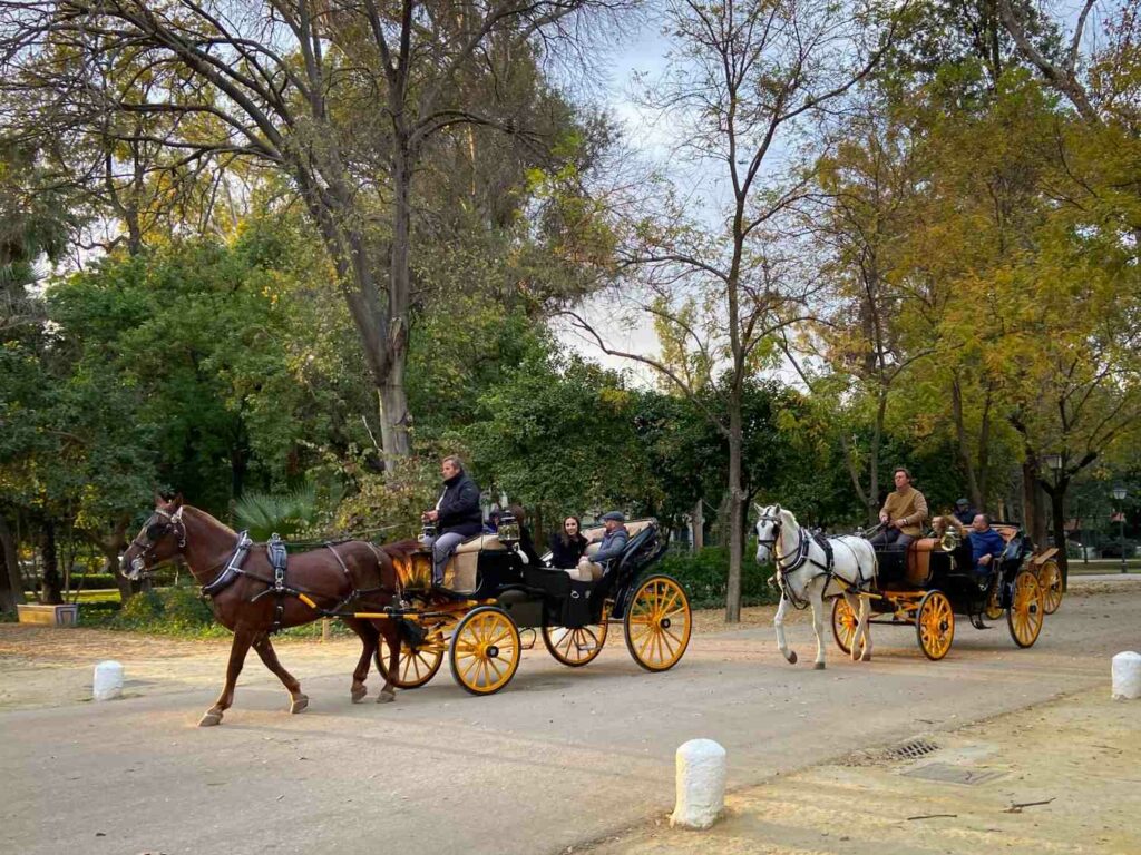 Two open top horse-drawn carriages with people inside riding through a park with trees in the background