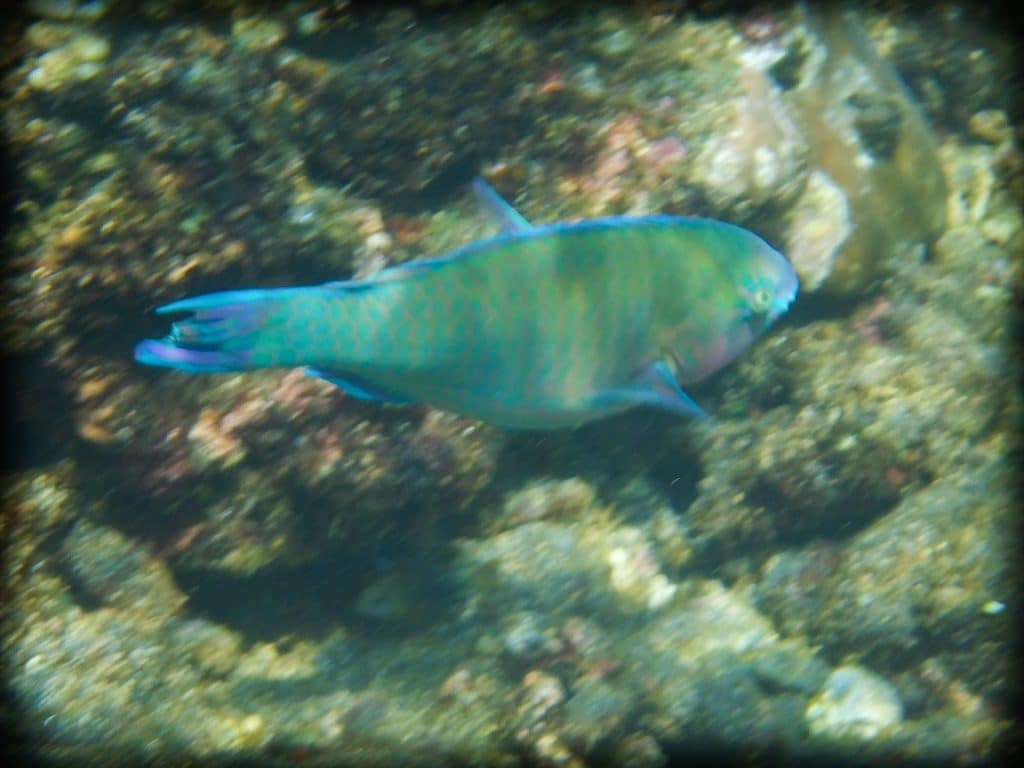 A blue, green, yellow and pink fish swimming near coral at Amed Bali