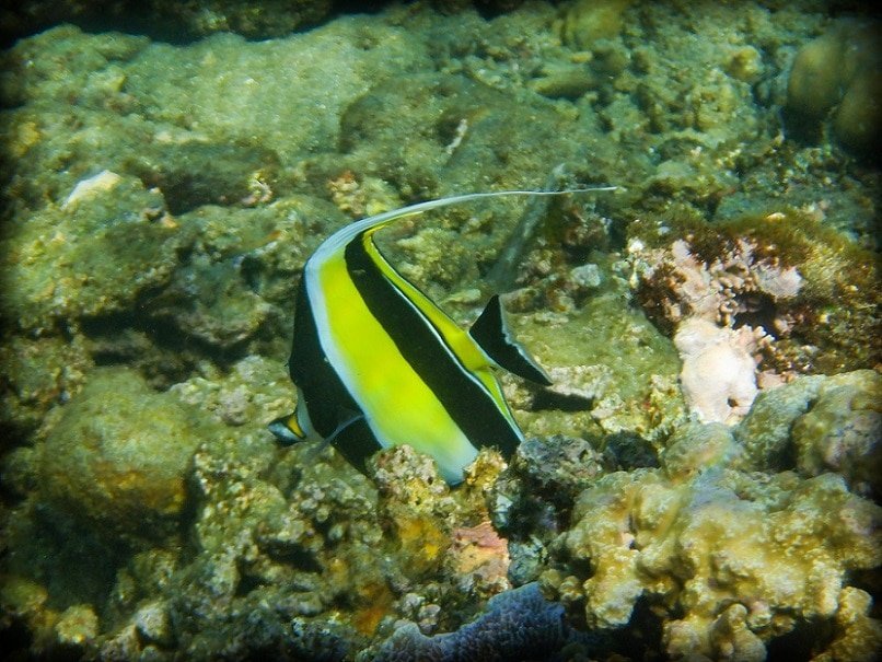 A black, white, and yellow striped tropical fish swims among coral in Amed Bali