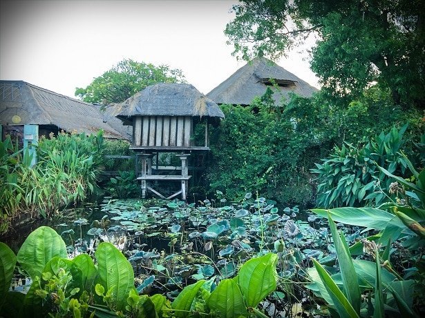 A pond filled with lily pads at a Bali eco stay in Padang Bai, Bali