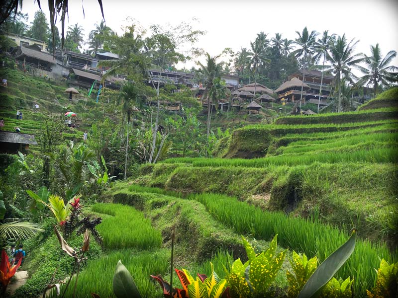 Tegalalang Rice Terraces in Bali, Indonesia, a popular spot for family holidays overseas
