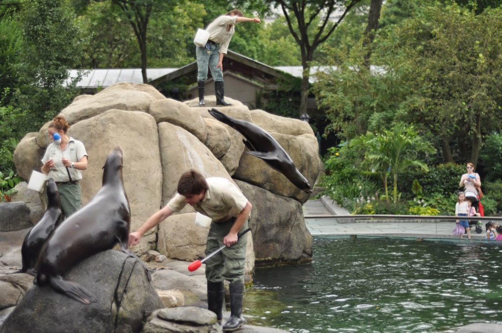 Seals and zoo keepers at the Central Park Zoo, one of the kid friendly activities in New York City
