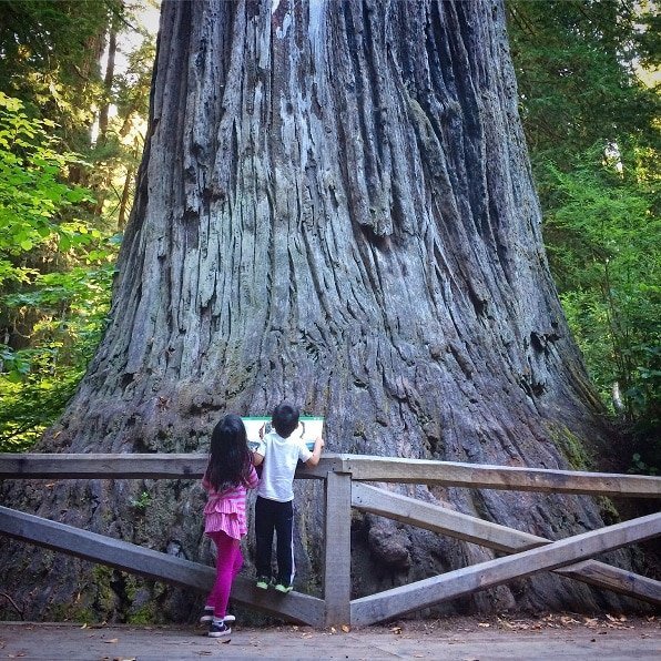 Children exploring nature at Redwood National Park