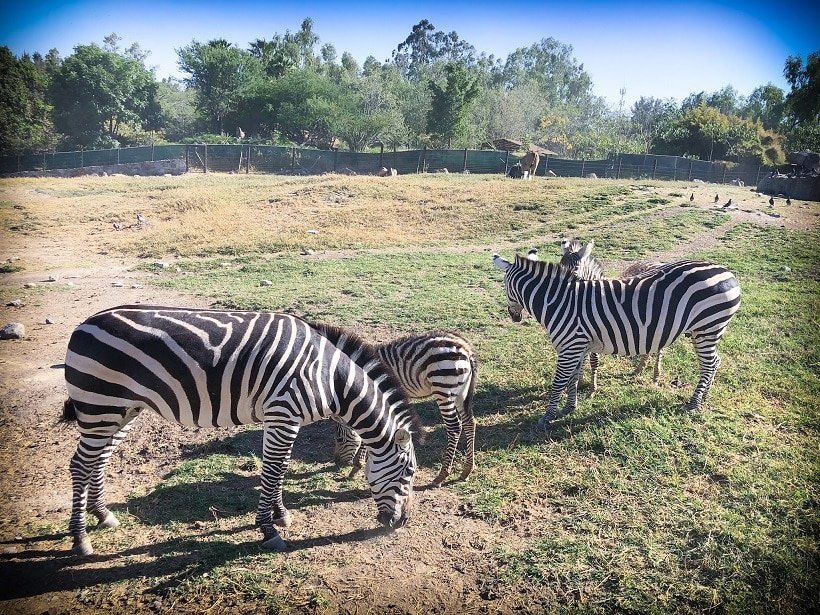 Zebras at the Guadalajara Zoo