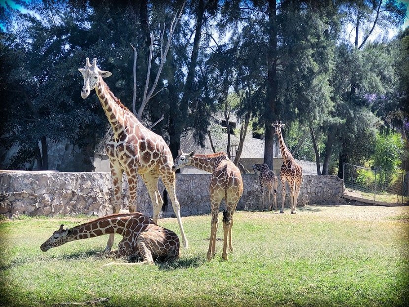 Giraffes at the Guadalajara Zoo