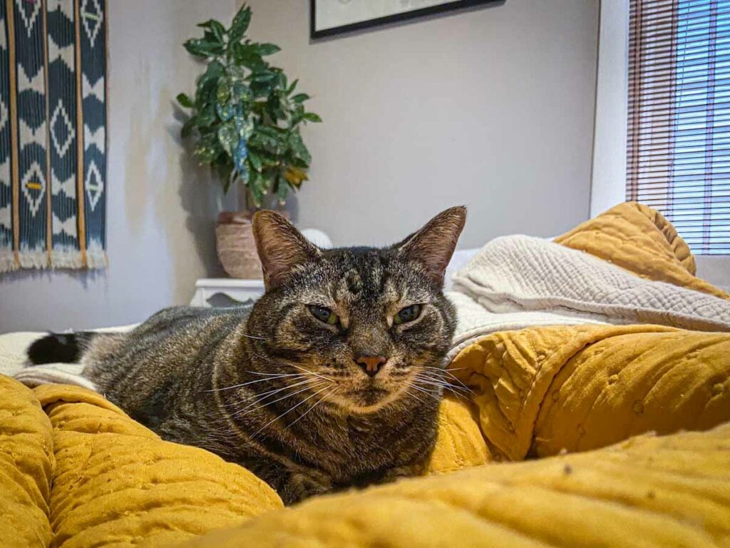 A striped gray cat on a yellow bed during a house sitting with kids gig, image for an article on house sitting tips for families