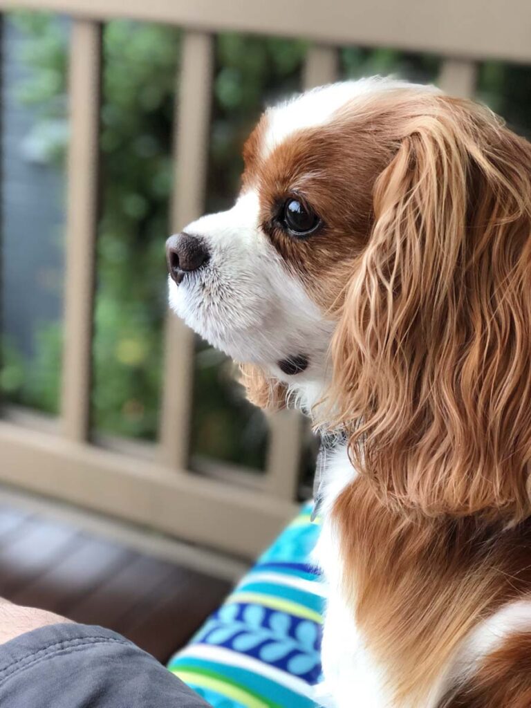 A profile King Charles spaniel in front of a deck during a house sitting with kids gig, image for an article on house sitting tips for families