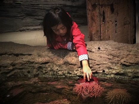 A child petting a sea anemone at an aquarium during a staycation with kids