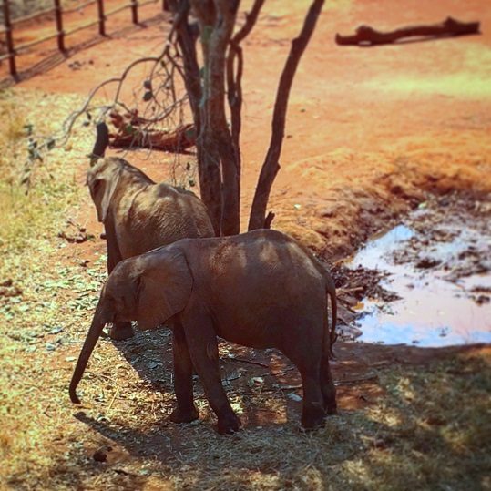 Baby elephants at Lilayi Elephant Nursery, one of the things to do in Lusaka, Zambia