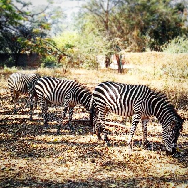 Zebras Munda Wanga Environmental Park, one of the things to do in Lusaka