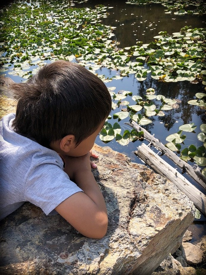 A boy lays on a boulder looking at lily pads in a pond at Yellowstone National Park during visit to Yellowstone with kids