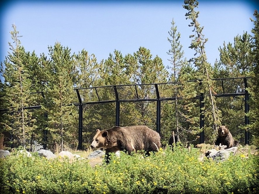 Grizzly bears at the Grizzly and Wolf Discovery Center near Yellowstone National Park