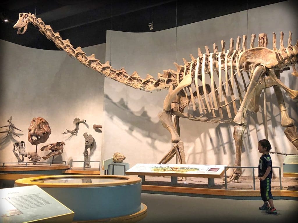A child looks at a replica of a brachiosaurus dinosaur exhibit at the Denver Museum of Nature and Science, one of the family friendly Denver experiences that families can try. 