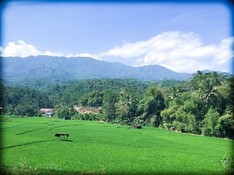 The countryside in Java, where you can learn Indonesian. Rice fields in the foreground, with palm trees and hills in the background