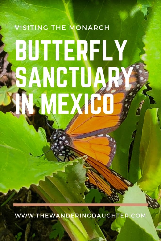 Visiting the Monarch Butterfly Sanctuary in Mexico | The Wandering Daughter | Tips for families visiting the Monarch butterfly sanctuary in the Michoacan region of Mexico.