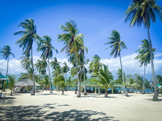 Coconut trees at Cowrie Island, a stop during a Puerto Princesa itinerary in the Philippines