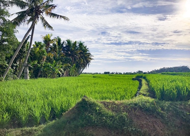 Rice field in Bali, Indonesia, where travelers can visit when they have a scooter rental in Bali.