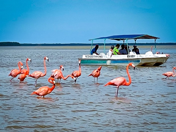 Flamingos standing in the water with a shallow bottom boat with a canopy filled with people.