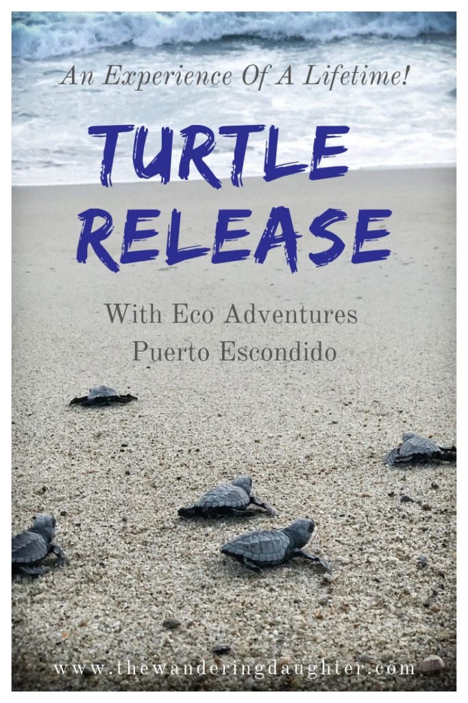 Turtle Release With Eco Adventures Puerto Escondido | The Wandering Daughter | 
Experience a turtle release in Puerto Escondido. Participate in turtle conservation in Mexico by doing a baby turtle release. #seaturtles #turtleconservation #familytravel #PuertoEscondido #Mexico #sponsored
