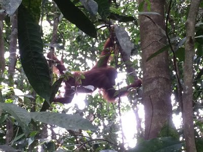 An orangutan hanging from a tree during a jungle trek, a good way for families to practice ethical family travel