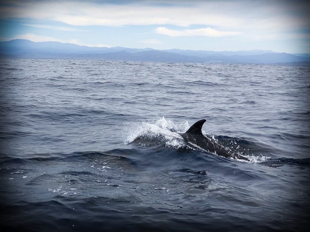 Taking a dolphin trip in Puerto Escondido, Mexico