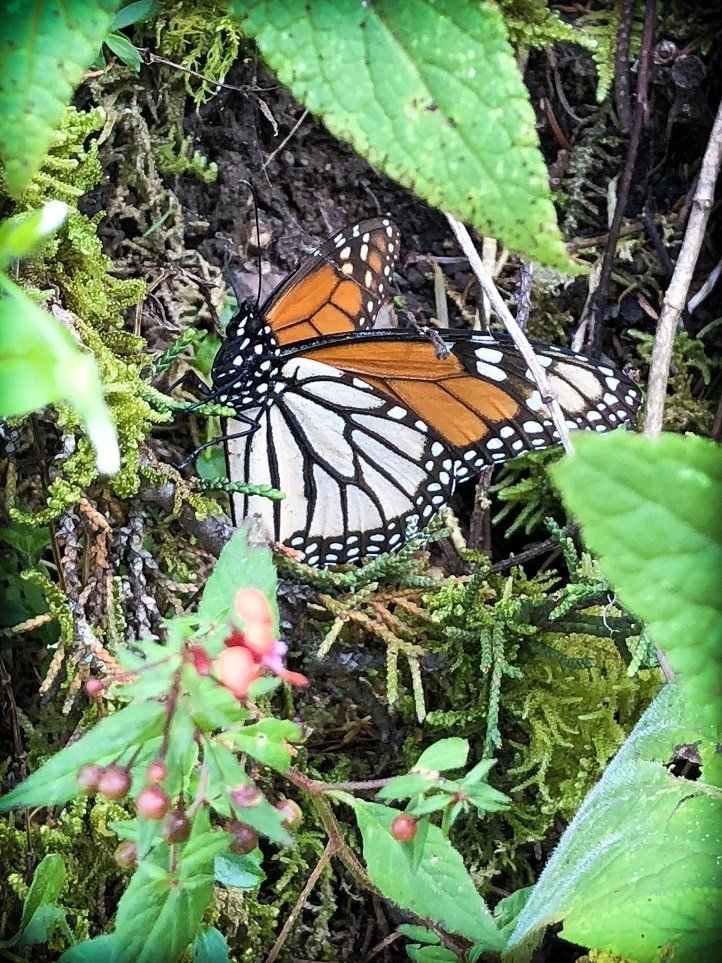 A butterfly at the monarch butterfly sanctuary in Mexico