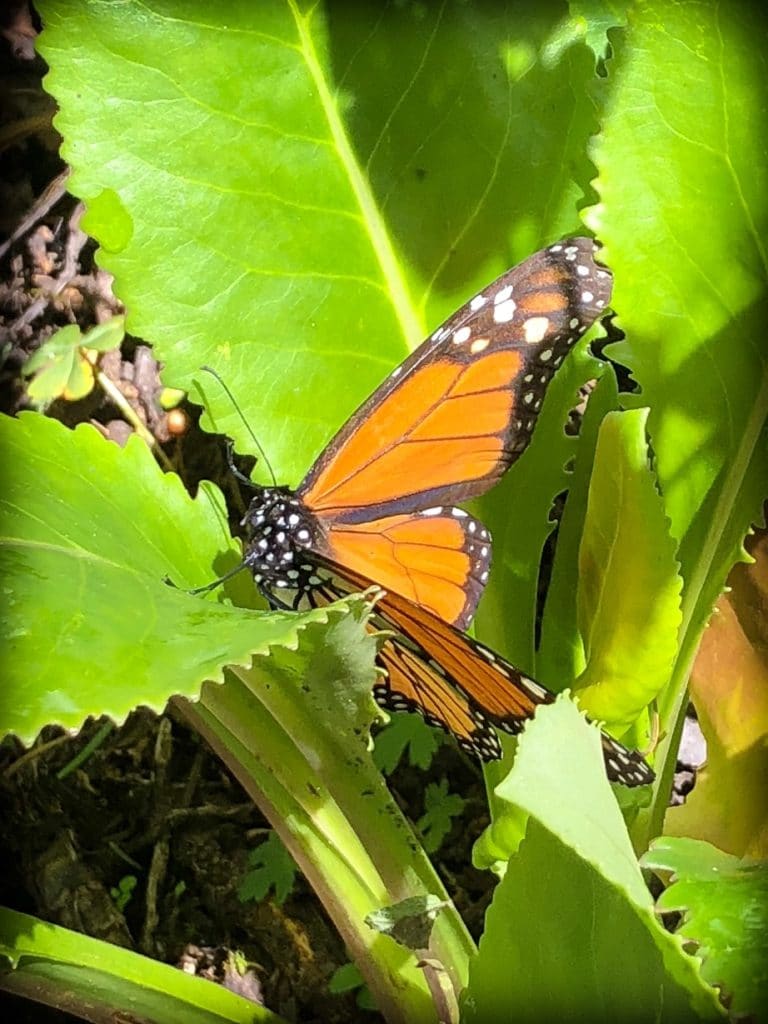 A monarch butterfly at the monarch butterfly sanctuary in Michoacan, Mexico