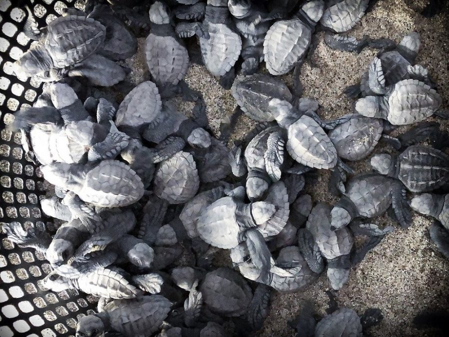 Baby turtles waiting for a turtle release in Puerto Escondido, Mexico