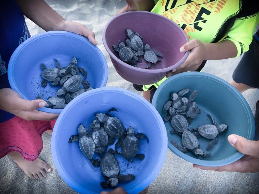 Children releasing baby sea turtles into the ocean while doing ethical family travel