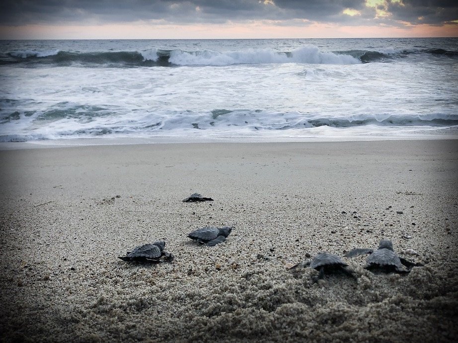 Baby turtles crawling on the sand to the ocean during a turtle release in Puerto Escondido, Mexico