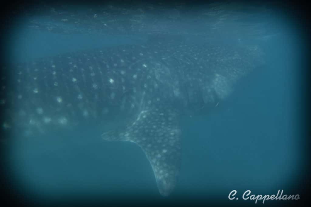 whale sharks in Mexico